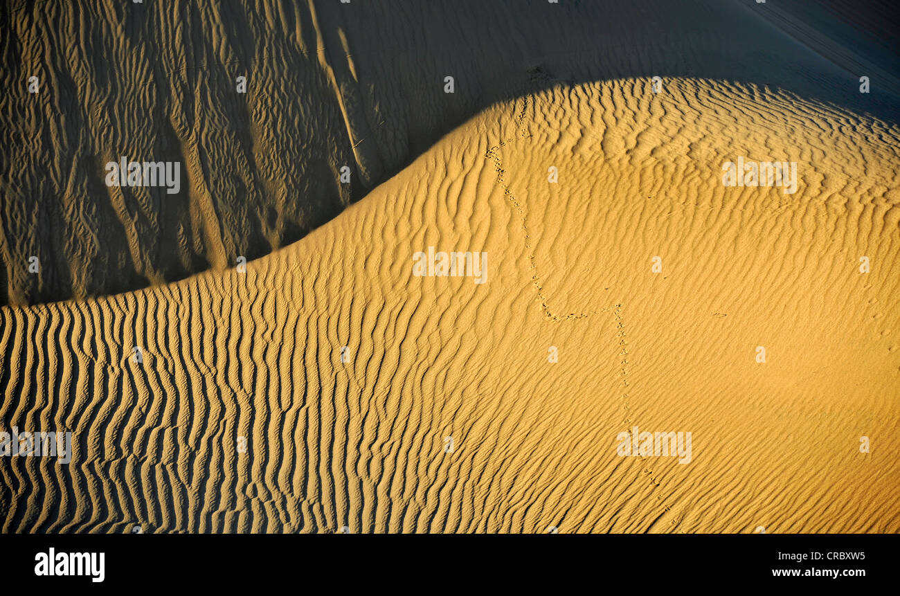 Marques d'ondulation dans les sables de la télévision Mesquite Sand Dunes, early morning light, Stovepipe Wells, Death Valley National Park Banque D'Images