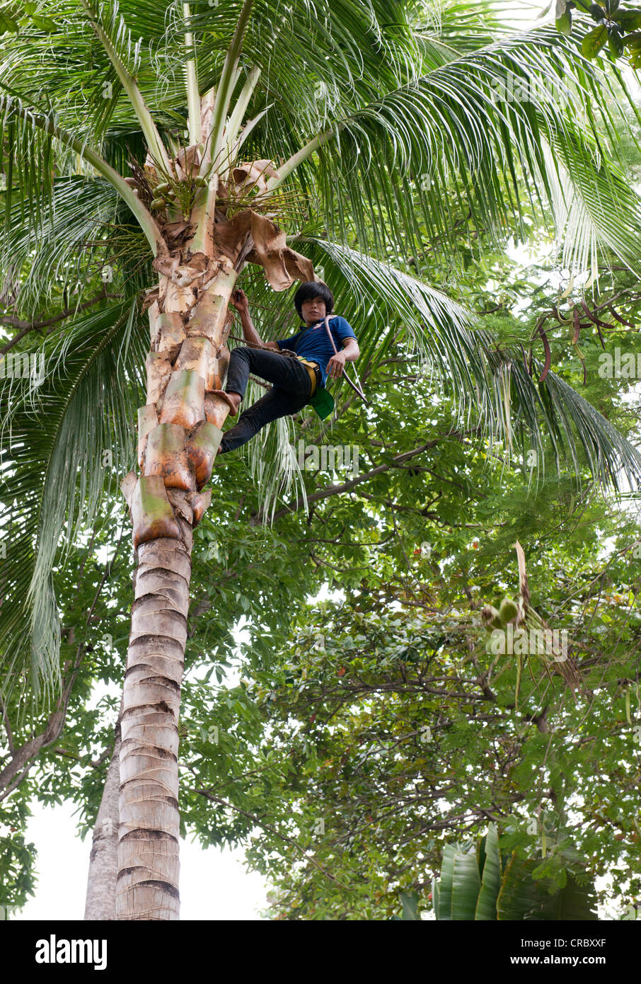 Worker cutting les feuilles de palmier, Koh Samet, Thailande, Asie Banque D'Images