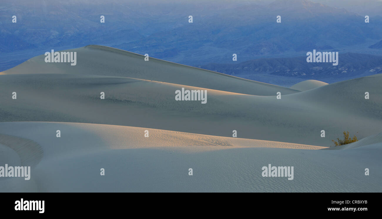 Télévision Mesquite Sand Dunes, early morning light, Stovepipe Wells, à la montagne, à Cottonwood à Death Valley National Park Banque D'Images