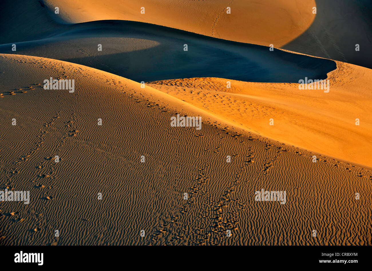Télévision Mesquite Sand Dunes, early morning light, Stovepipe Wells, Death Valley National Park, désert de Mojave, Californie Banque D'Images