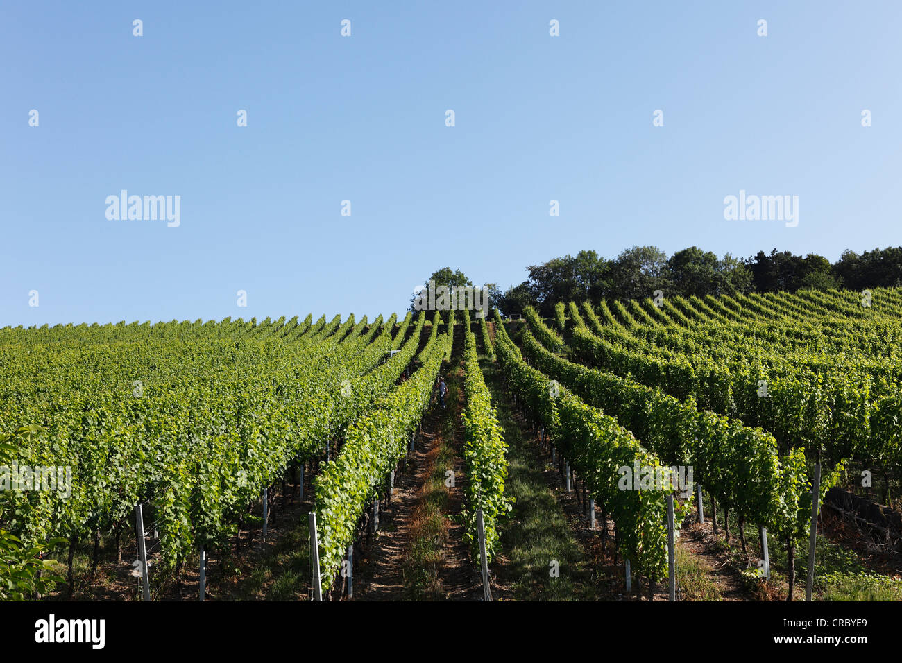 Vignoble sur la colline de Steinberg, Wuerzburg, en Basse-franconie, Franconia, Bavaria, Germany, Europe, PublicGround Banque D'Images