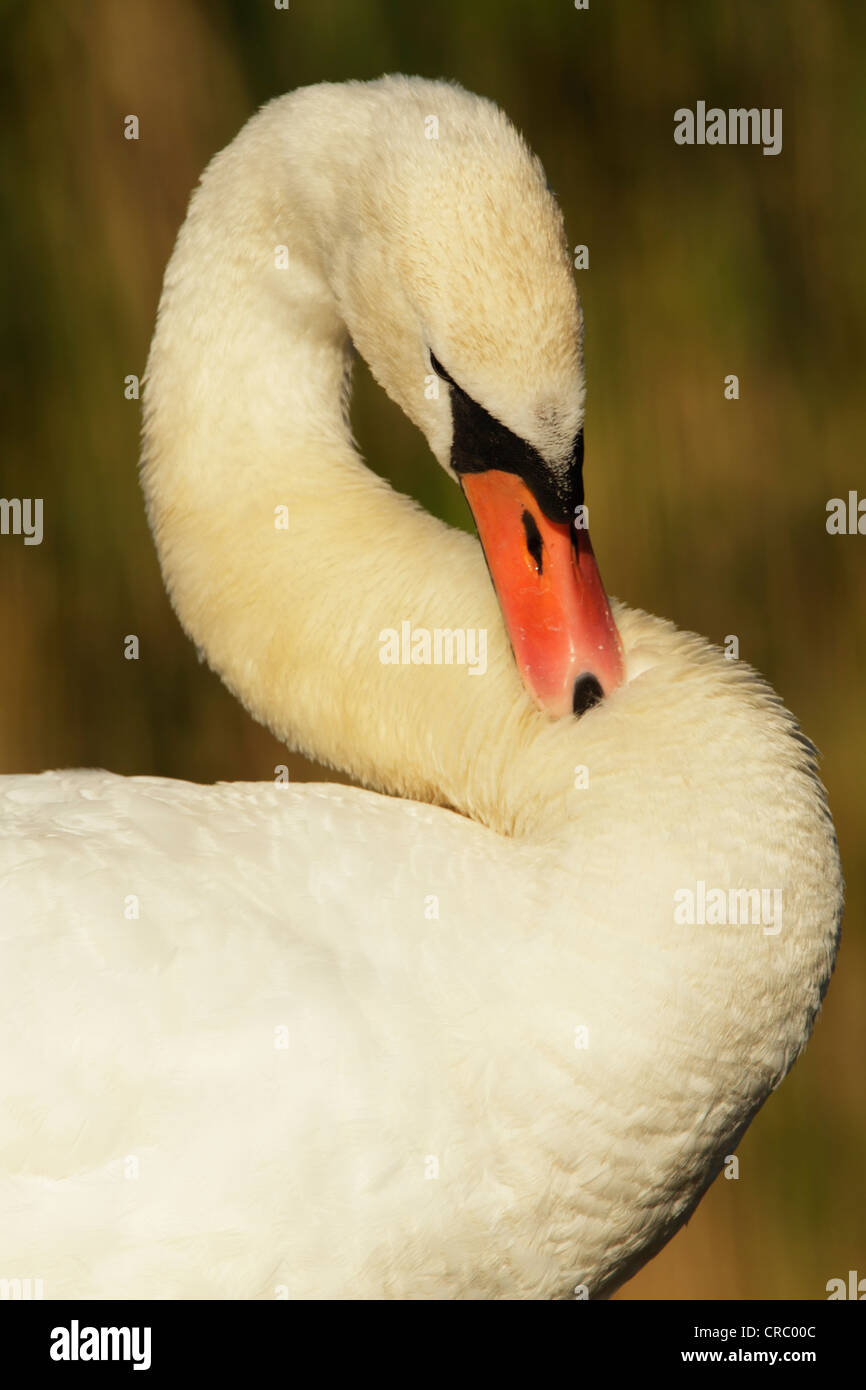 Mute swan (Cygnus olor) lissage, gros plan de la tête, le cou et le haut du corps. Couleur du plumage et montrant les détails des plumes. Banque D'Images