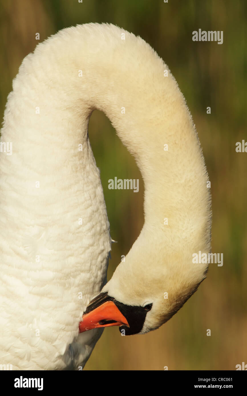 Mute swan (Cygnus olor) lissage, gros plan de tête et cou de courbe. Couleur du plumage et montrant les détails des plumes. Banque D'Images