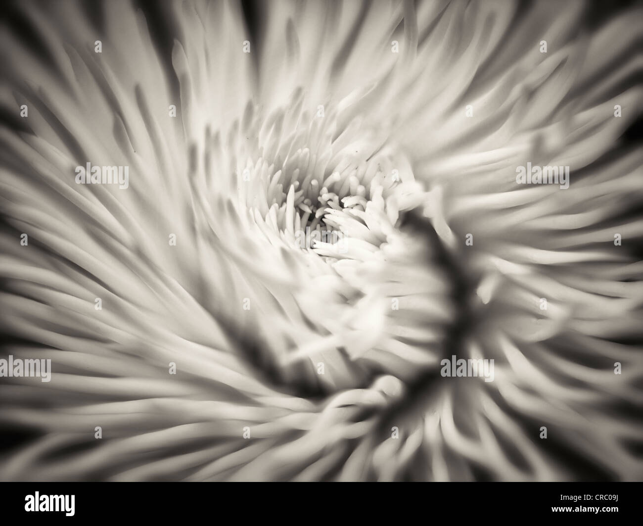 Close up of English Daisy. Oregon Banque D'Images