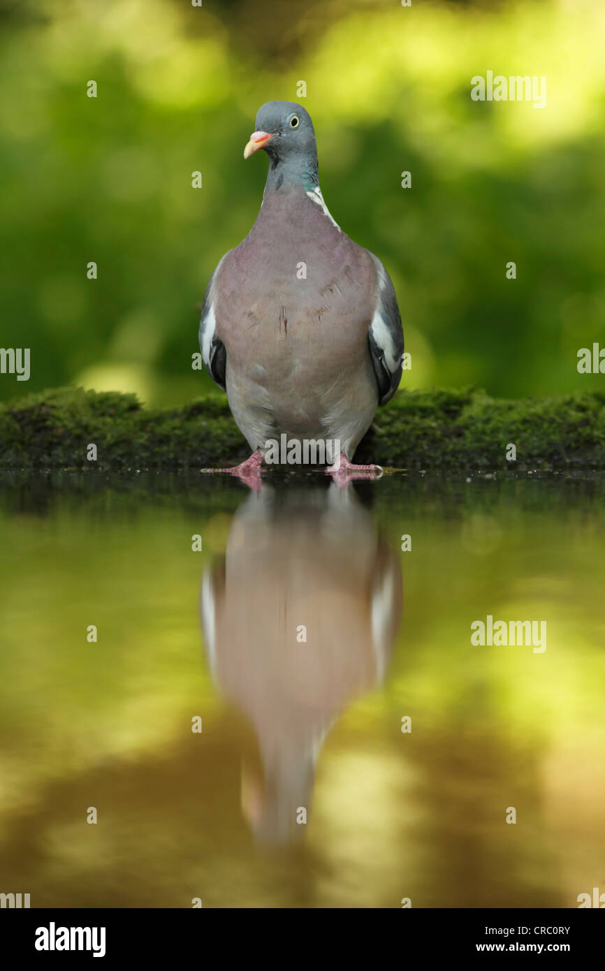 Pigeon ramier (Columba palumbus) Vue avant, debout à côté d'une piscine en bois léger pommelé. Banque D'Images
