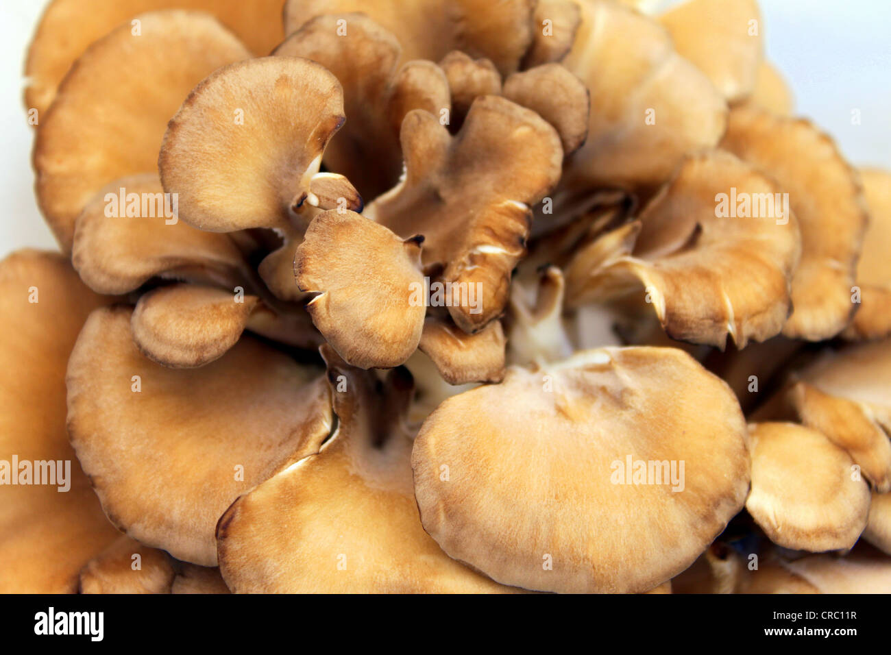 Les champignons Maitake Banque D'Images