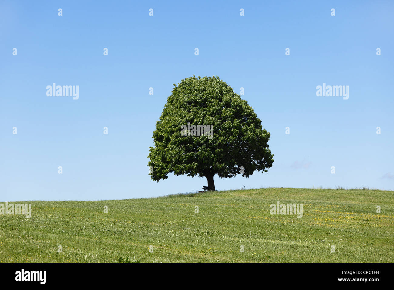 À larges feuilles (Tilia platyphyllos) Lime, Borchers, bernois, Haute-Bavière, Bavière, Allemagne, Europe, PublicGround Banque D'Images