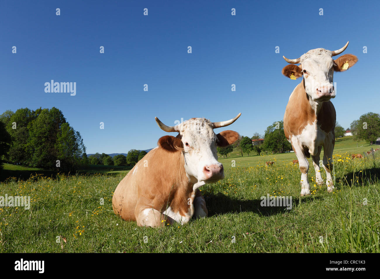 Vaches dans un pré, Warngau, bernois, Haute-Bavière, Bavière, Allemagne, Europe, PublicGround Banque D'Images