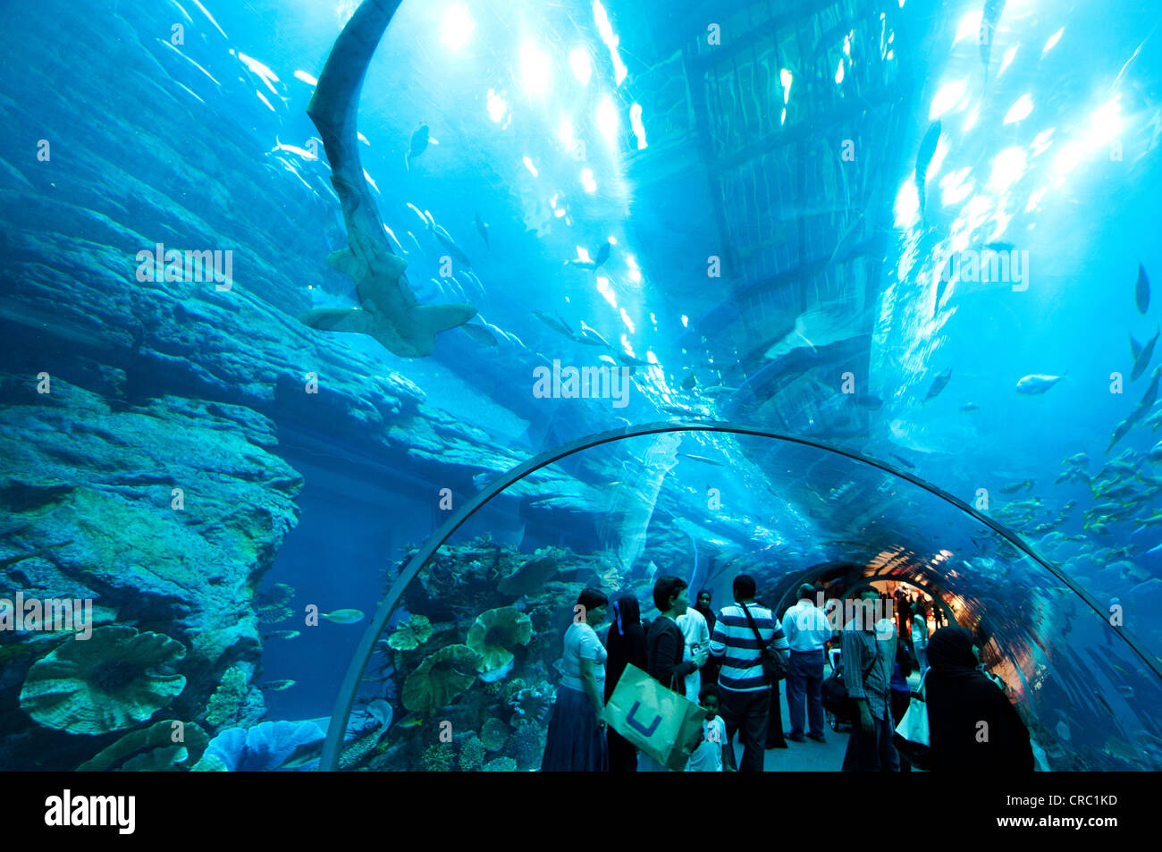 Le tunnel des requins de Dubai Aquarium & Underwater Zoo Banque D'Images