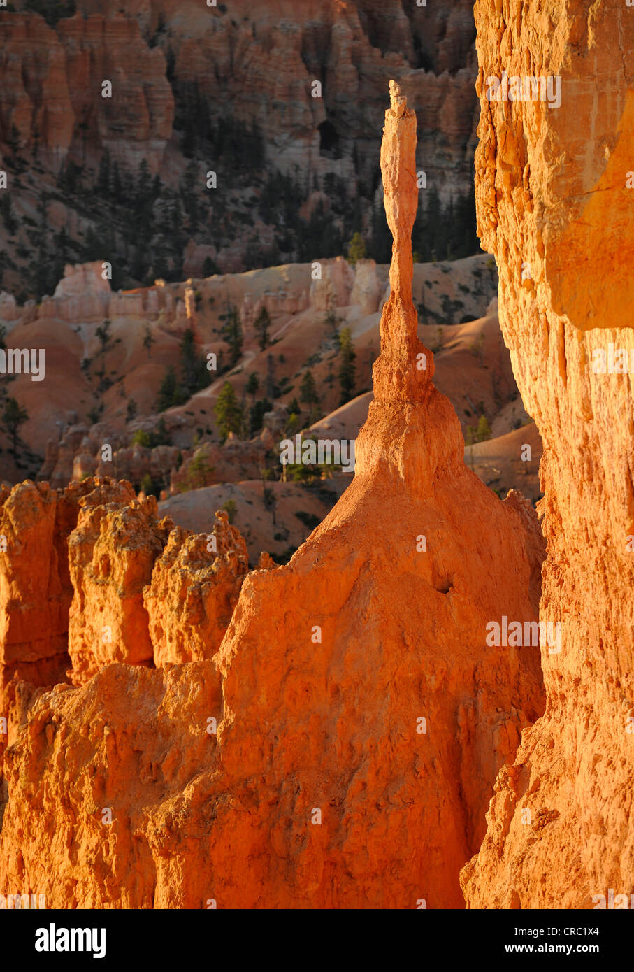 Rock formation, la Sentinelle, lumière du matin, Sunset Point, Bryce Canyon National Park, Utah, United States of America, USA Banque D'Images