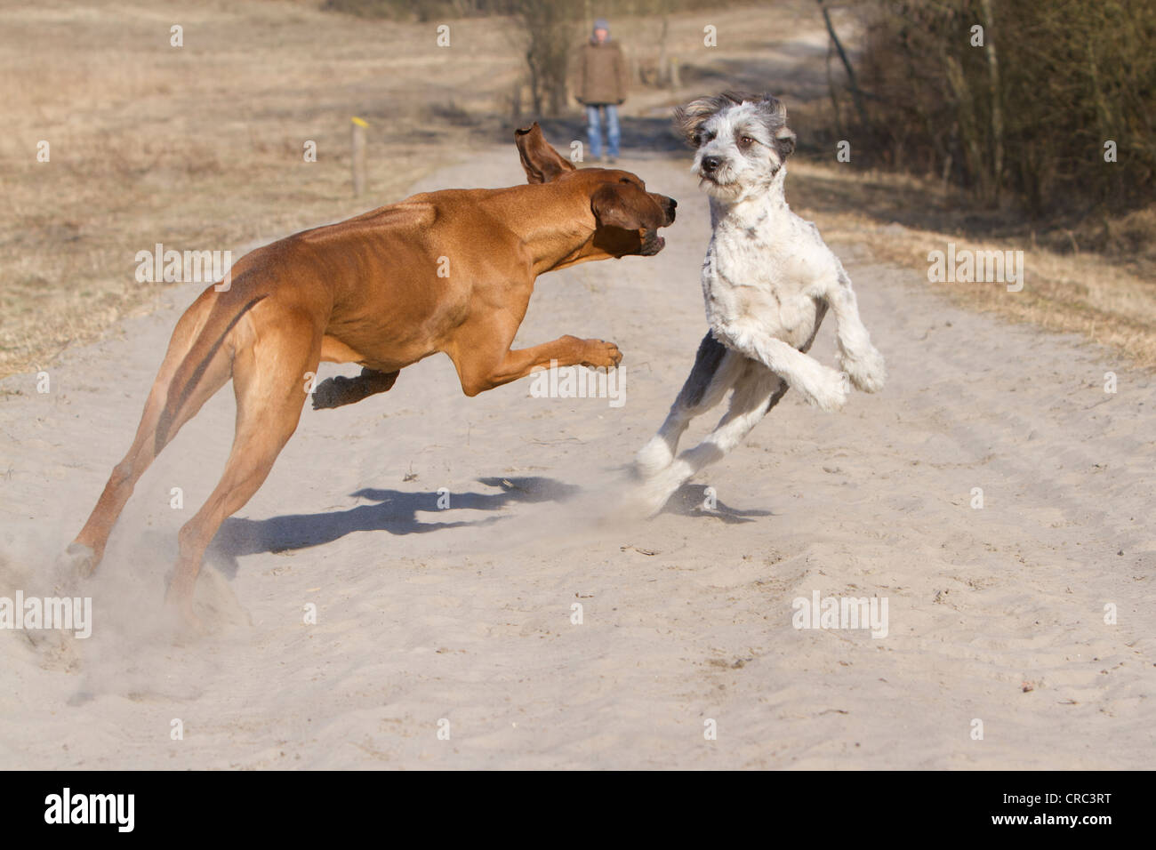 Le Rhodesian Ridgeback, femme, jouer avec un chien bâtard-Briard, sur Doeberitzer Heide, Heath, Brandenburg, Germany, Europe Banque D'Images