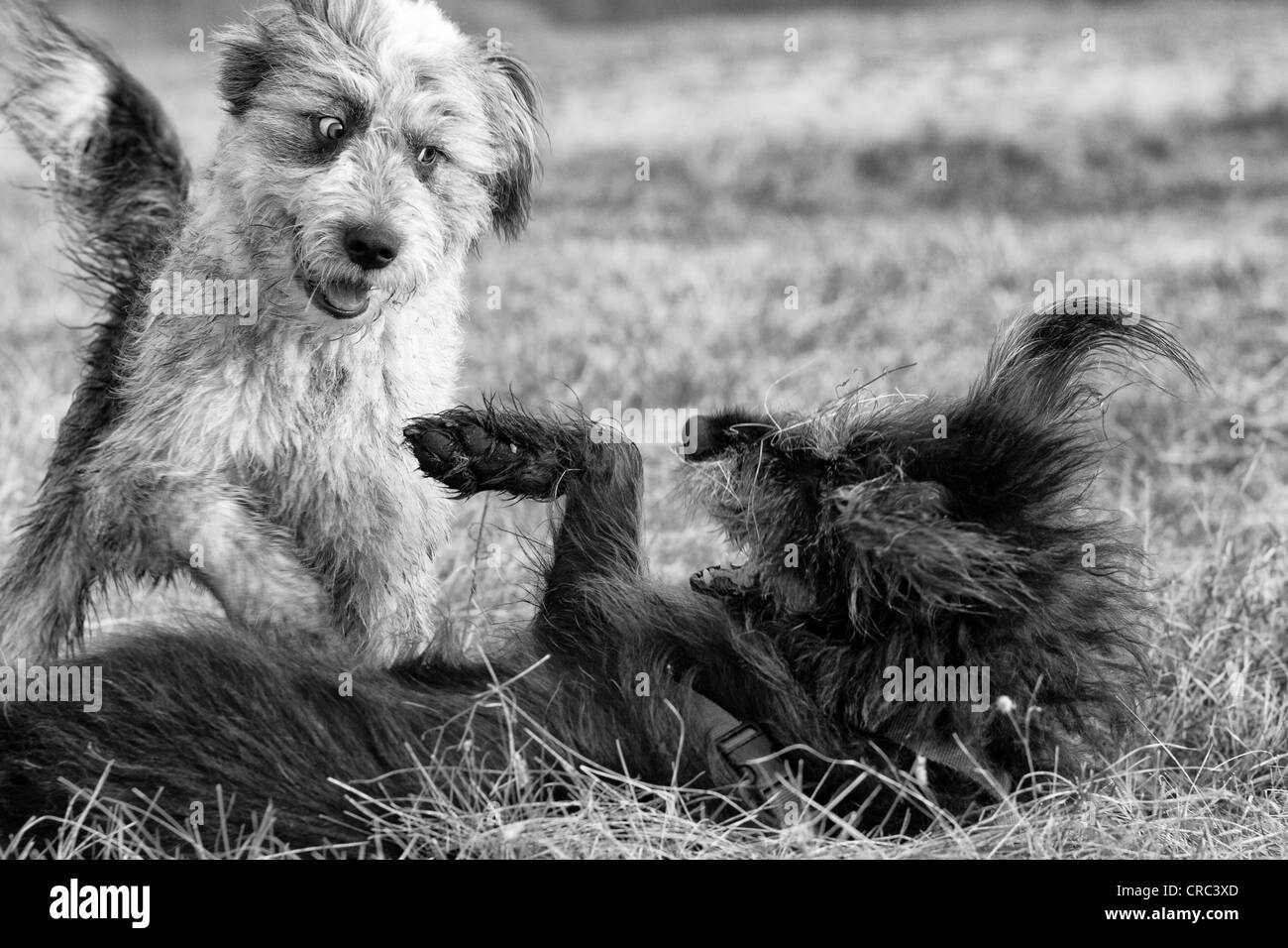 Deux chiens jouant dans un champ Banque D'Images