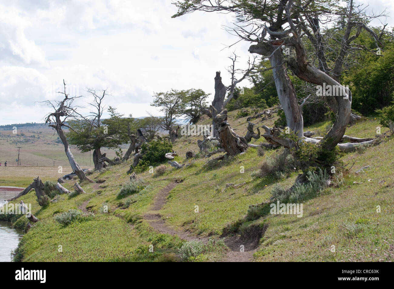 Des souches d'arbres Notofagus Dique San Jose Reserva Rio Turbio Santa Cruz Province Patagonie Argentine Amérique du Sud Décembre Banque D'Images