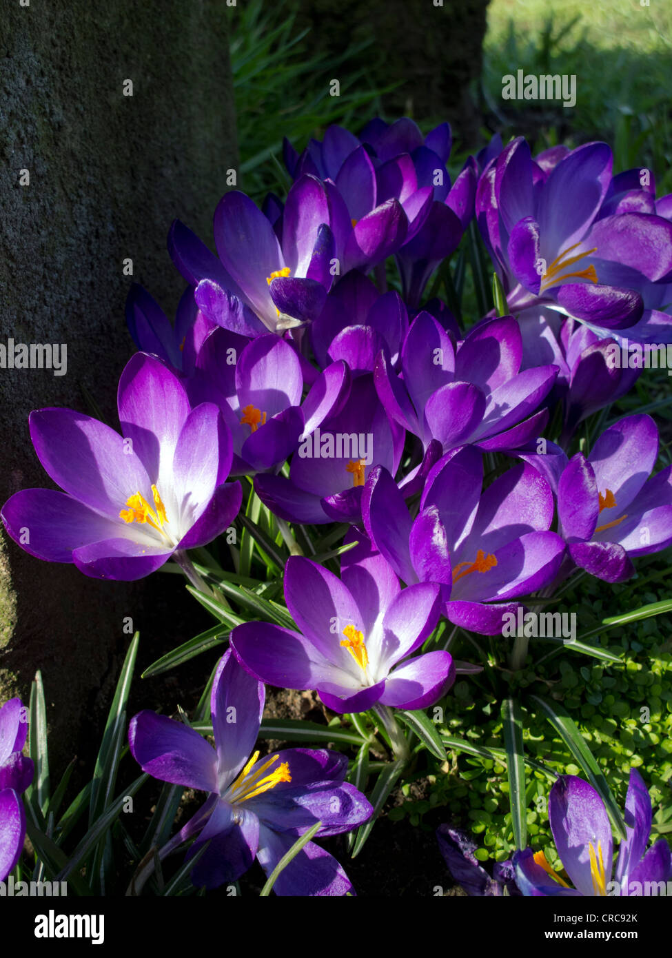 Crocus en fleurs plantes dans la campagne anglaise et une partie de la famille UK Banque D'Images