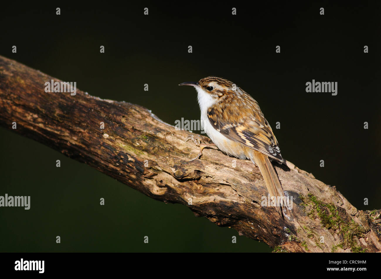 Un arbre vitesse rampante sur la branche d'un arbre UK Banque D'Images