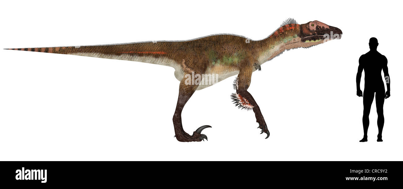 Illustration d'une comparaison de la taille d'un adulte Utahraptor avec une moyenne des adultes de sexe masculin (1,8 mètres) Banque D'Images