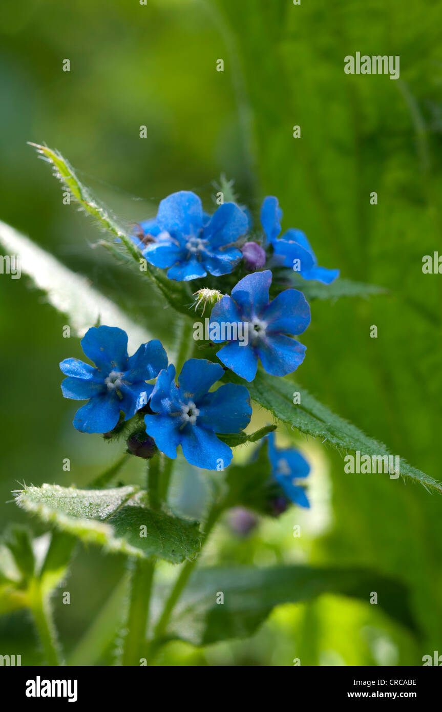 Orcanette vert, Pentaglottis sempervirens Banque D'Images