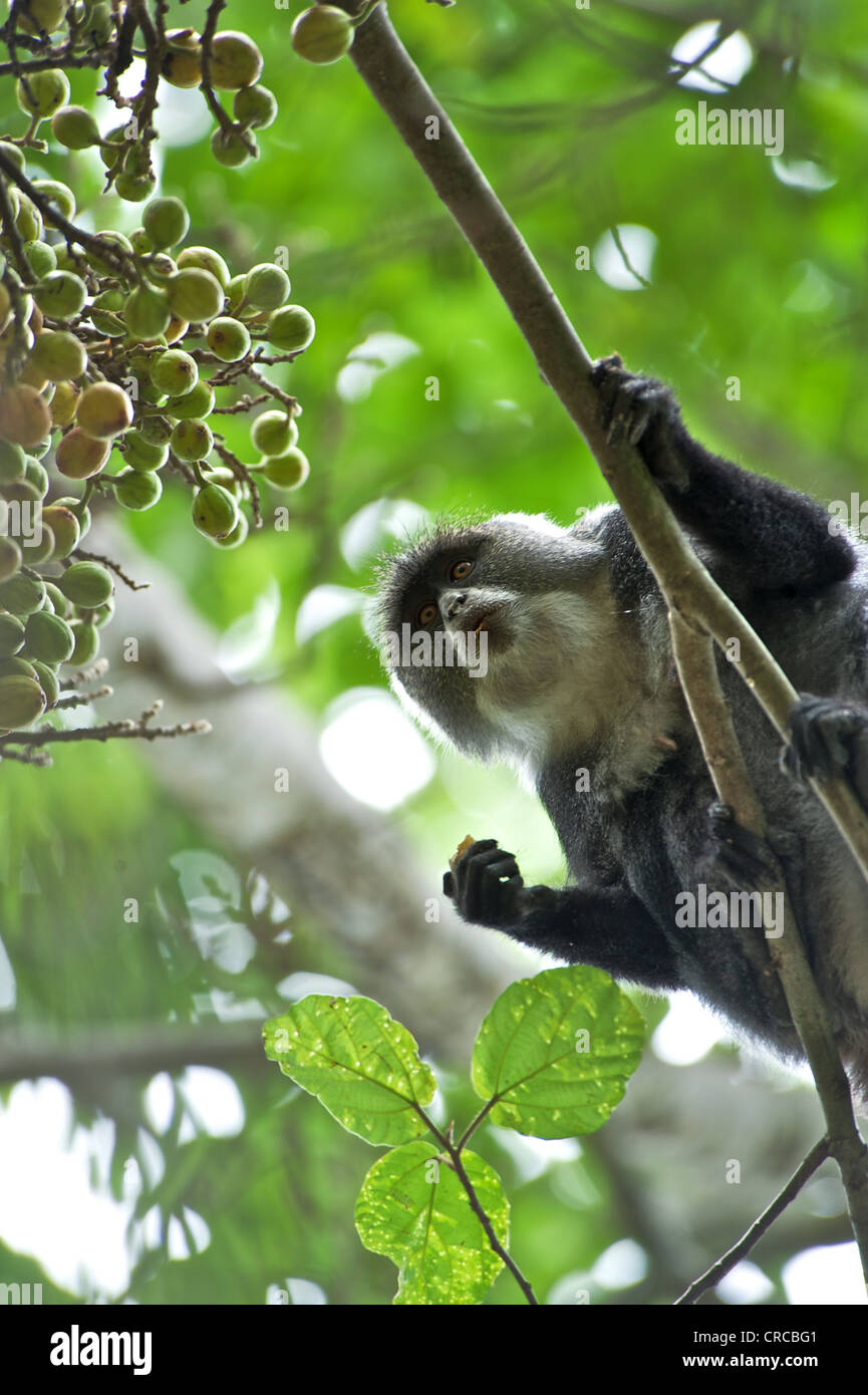 Portrait d'un singe dans les ressorts de Mzima Parc National. Kenya, Afrique de l'Est. Banque D'Images