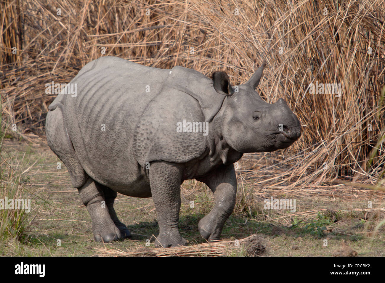 Indien grand rhinocéros à une corne (Rhinoceros unicornis), Parc national de Kaziranga, Assam, Inde Banque D'Images