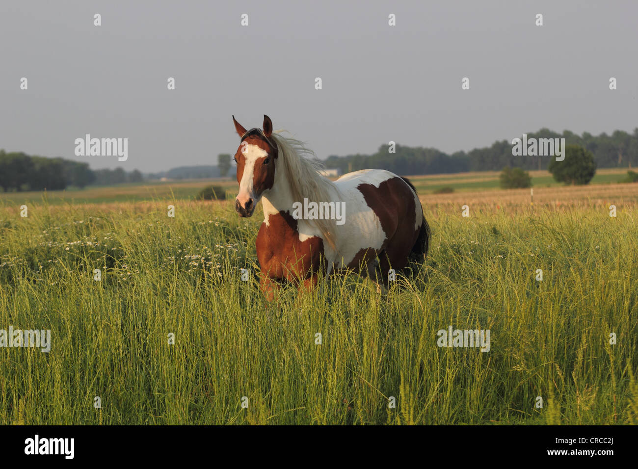 Paint horse Tobiano baie dans un champ avec de l'herbe haute Banque D'Images
