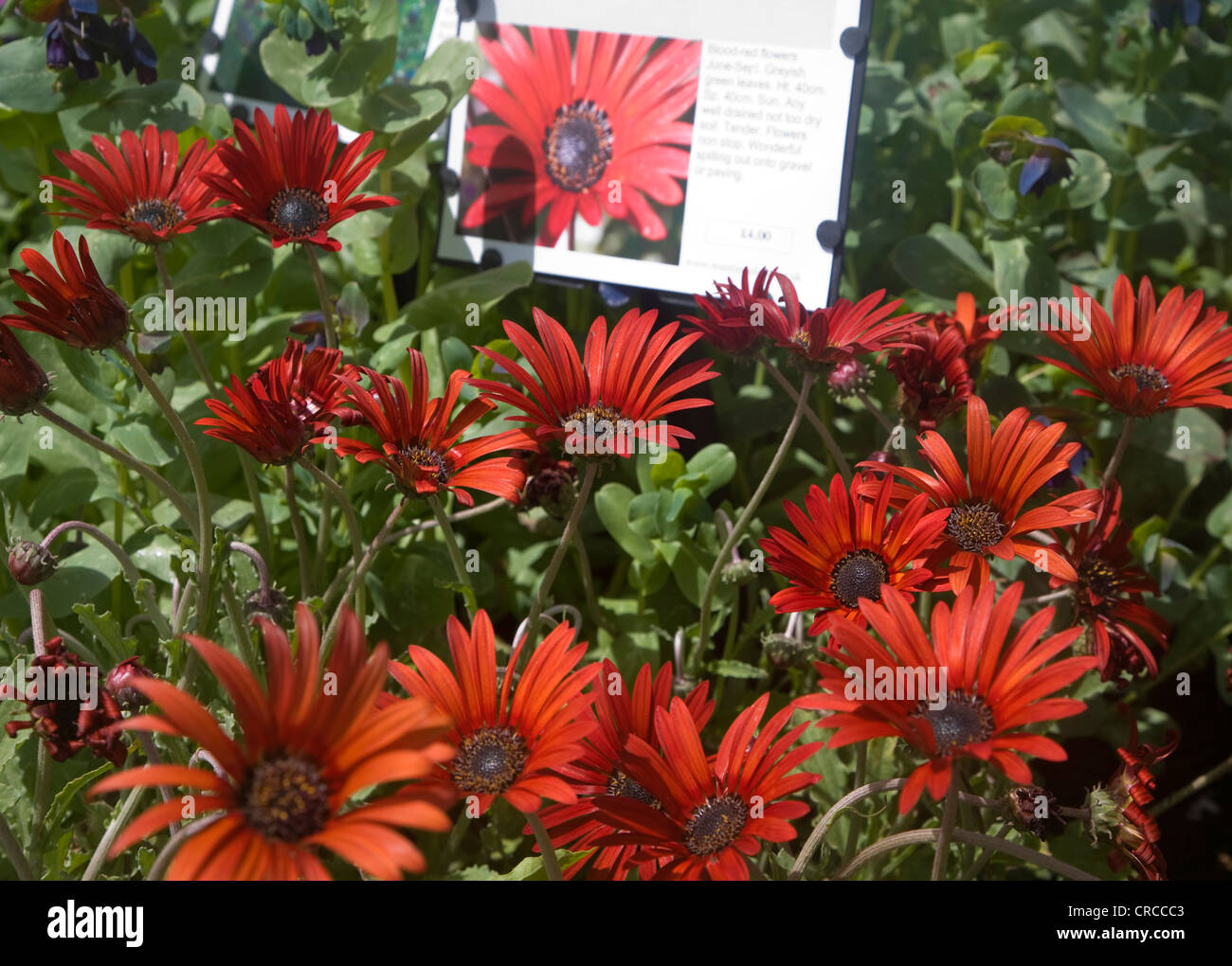 Woottens Arcotis diable rouge fleurs, pépinière Wenhaston, Suffolk, Angleterre Banque D'Images