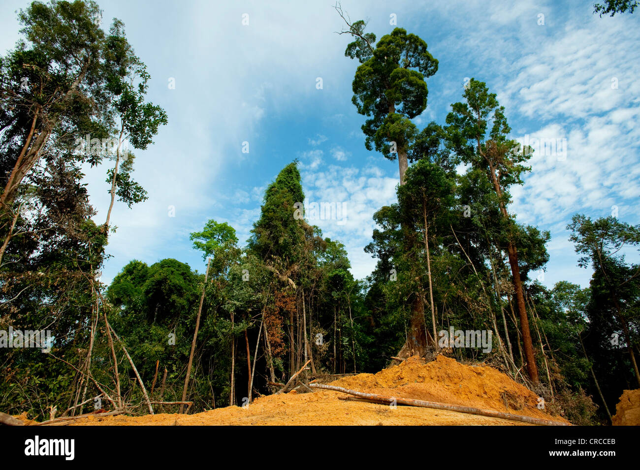 Le déboisement des forêts tropicales, l'Asie du Sud Est. Banque D'Images