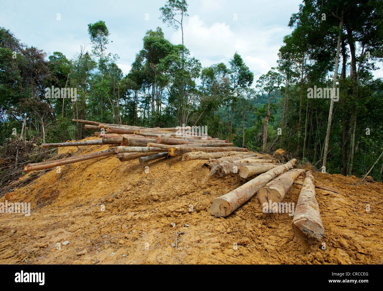 Le déboisement des forêts tropicales, l'Asie du Sud Est. Banque D'Images