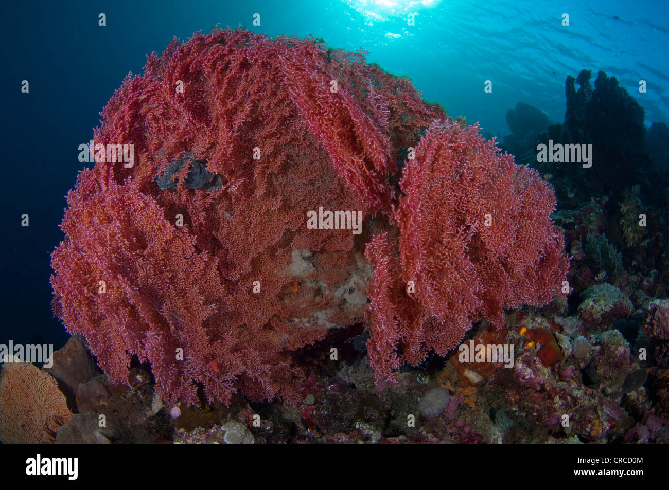 Grand fan de la mer rouge, Muricella sp, Sulawesi Tenggara, Wakatobi, Indonésie. Banque D'Images