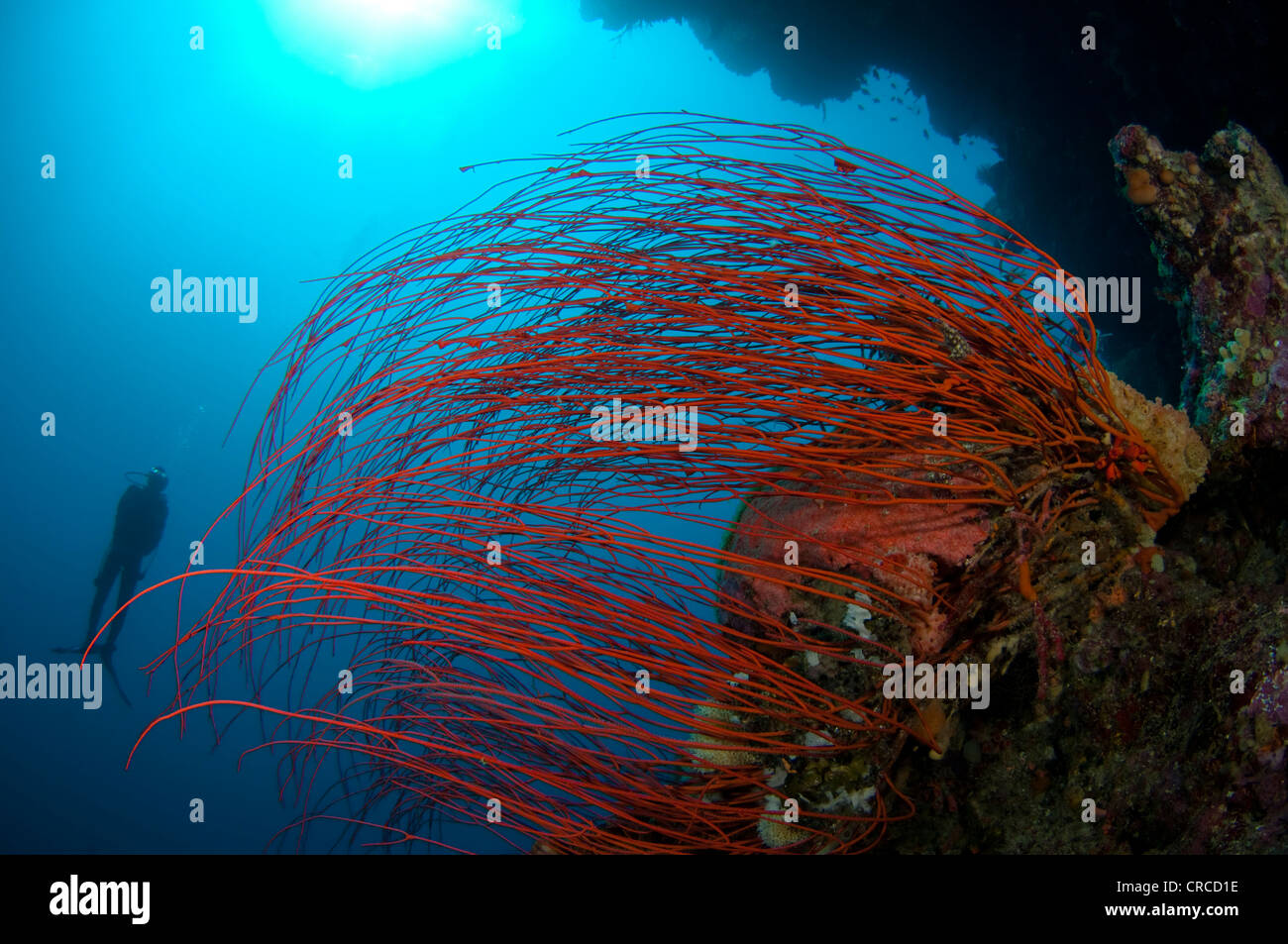 À côté de la mer plongeur whip, Ctenocella Wakatobi, sp, Sulawesi Tenggara, en Indonésie. Banque D'Images