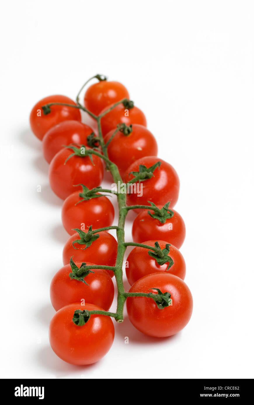 Tomates mûres sur vigne sur fond blanc. Banque D'Images