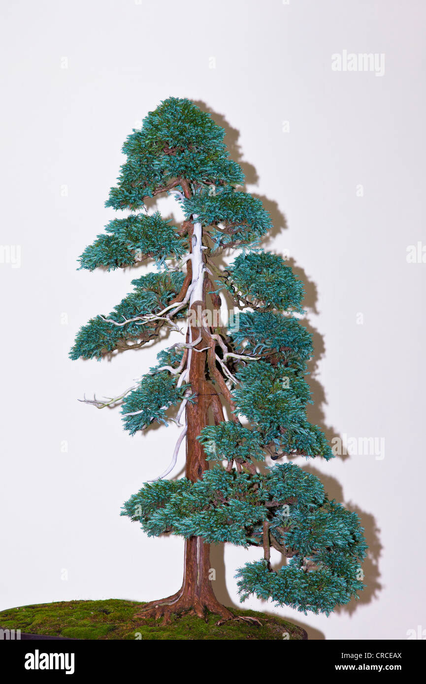 bonsaï artificiel/ arbre bonzaï Bienvenue Pine Cliff Cypress