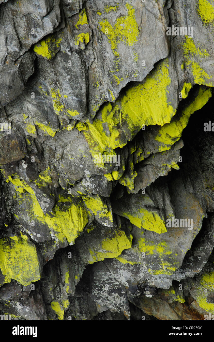 Lichen jaune sur un rocher dans le parc national Hohe Tauern, l'Autriche, le Tyrol, Hollersbachtal Banque D'Images