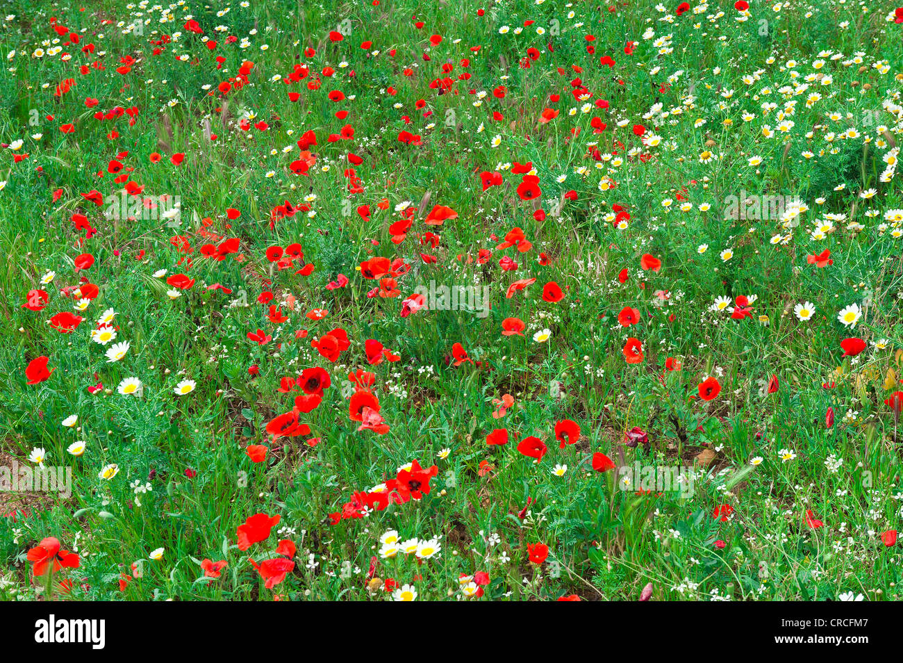 Poppy et Daisy champ de fleurs sauvages, Portimao, Algarve, Portugal Banque D'Images