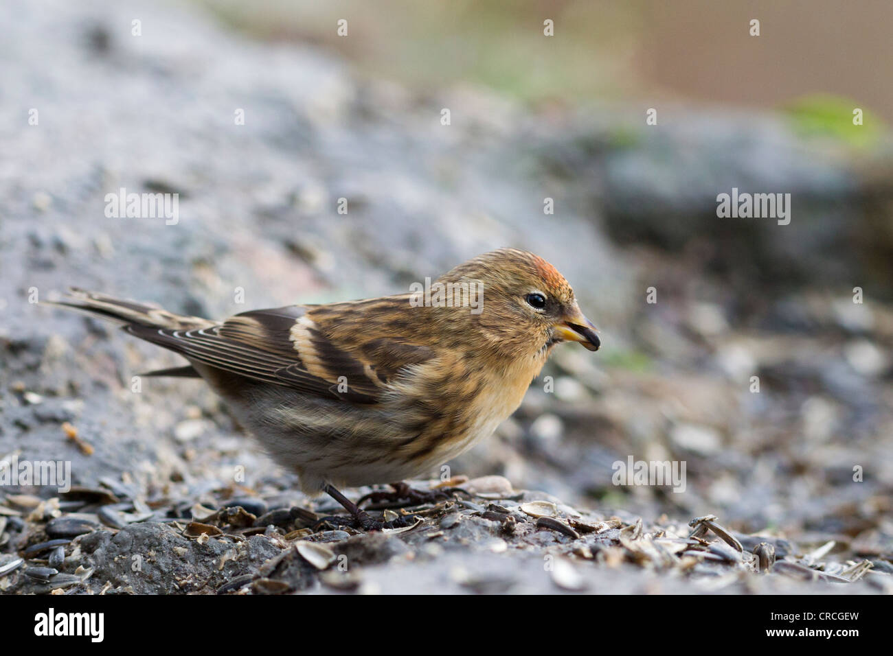Sizerin flammé (Carduelis flammea) au site d'alimentation, bad sooden allendorf-, Hesse, Germany, Europe Banque D'Images