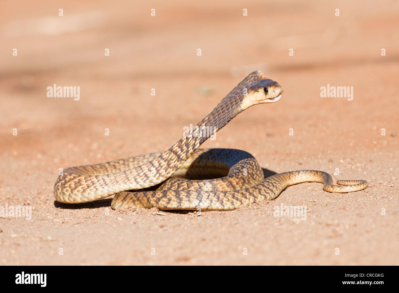 Rinkhals ou cracher de Colchide (Hemachatus haemachatus cobra) en position de grève, reptilarium de khamai reptile park, hoedspruit Banque D'Images