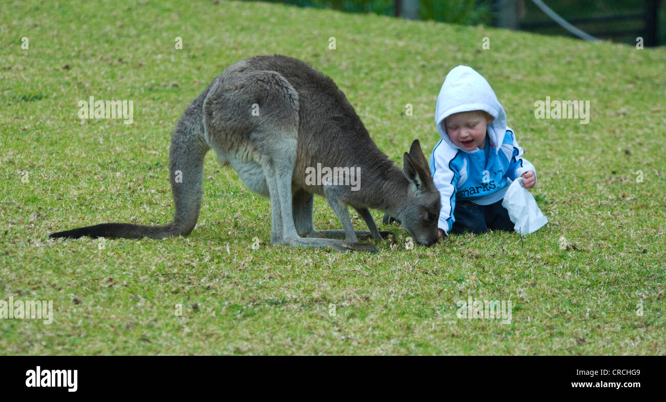 L'alimentation de l'enfant un wallaby, Australie Banque D'Images