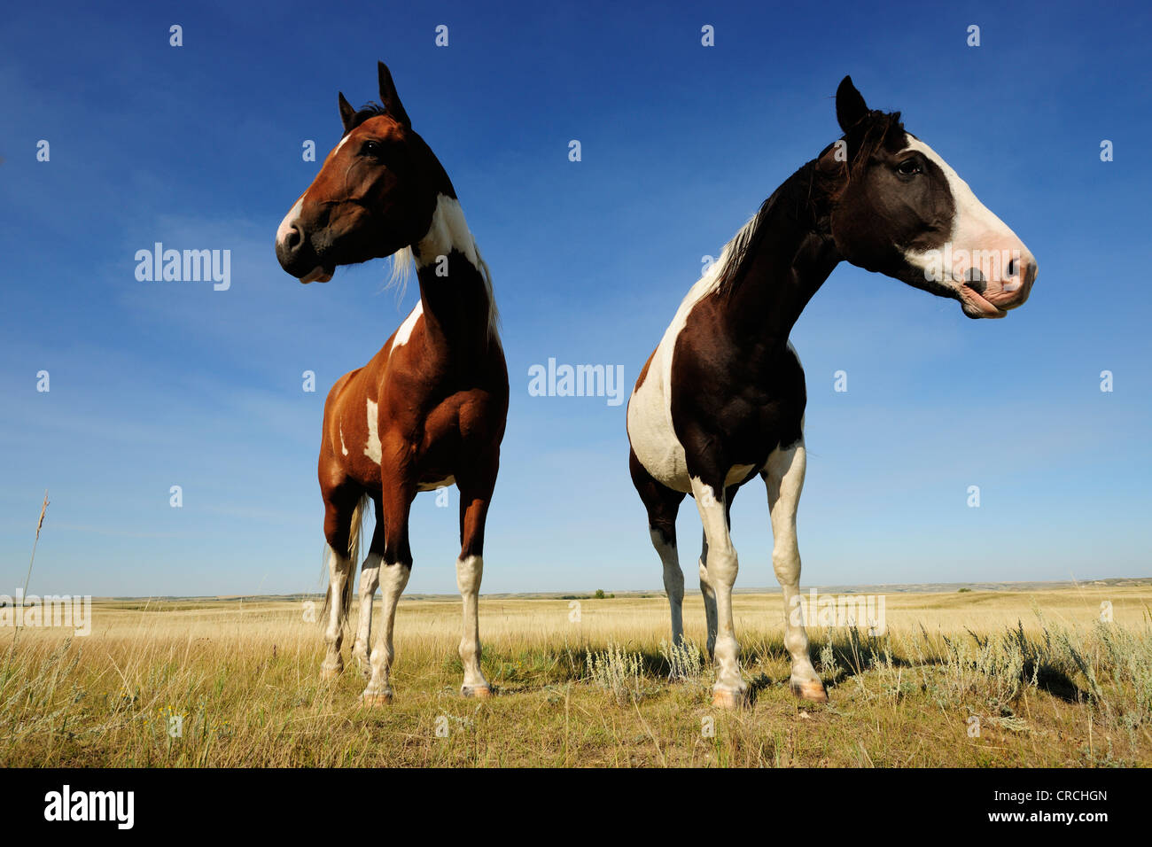 Deux chevaux dans la prairie, Saskatchewan, Canada Banque D'Images
