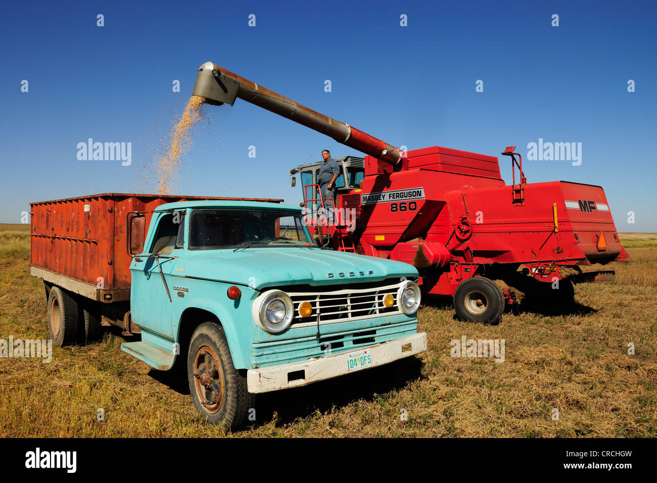 Moissonneuse batteuse grain remplissage sur un camion, Saskatchewan, Canada Banque D'Images