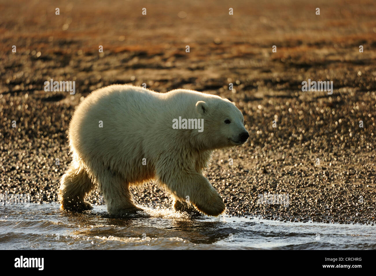 Les jeunes ours polaires (Ursus maritimus) marcher le long d'une plage, à Kaktovik, région du versant nord, la mer de Beaufort, Alaska, l'Amérique Banque D'Images