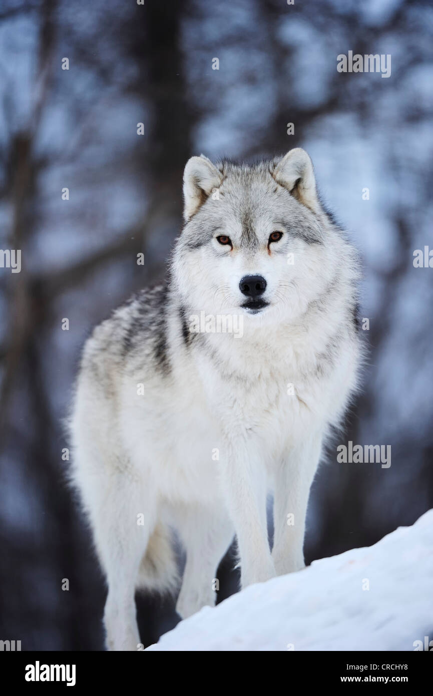 Le loup arctique, le loup polaire ou White wolf (Canis lupus arctos) debout sur des rochers, Canada Banque D'Images