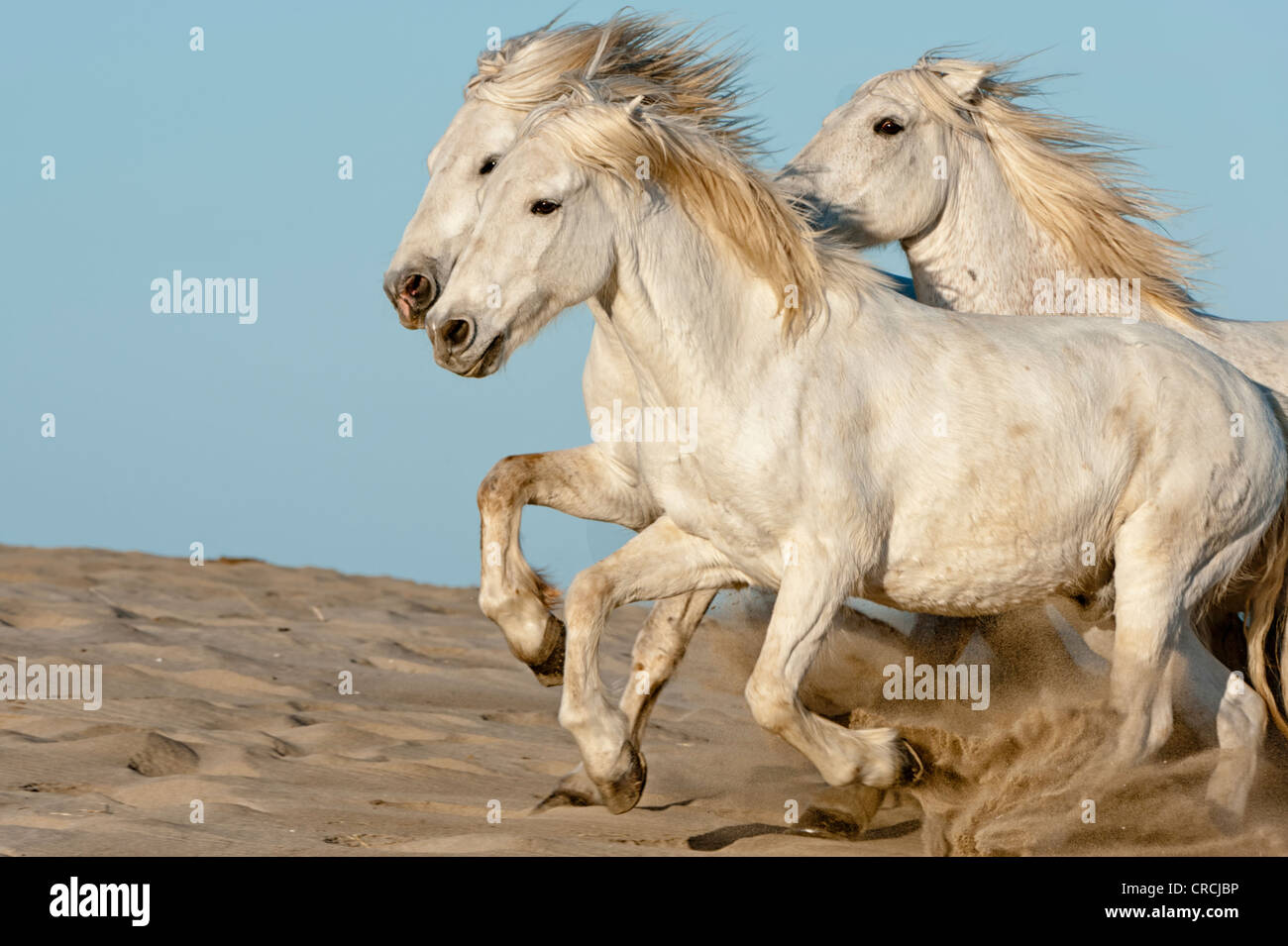 Camargue chevaux qui courent sur la plage, Bouches du Rhône, France Banque D'Images