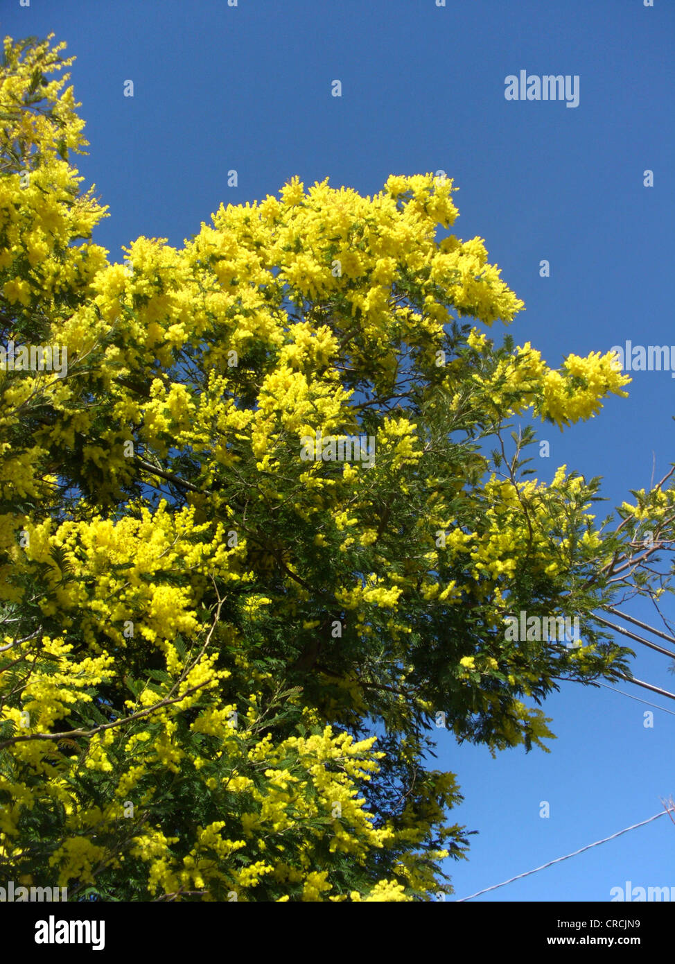 Silver wattle (Acacia dealbata), seul arbre en fleurs Banque D'Images