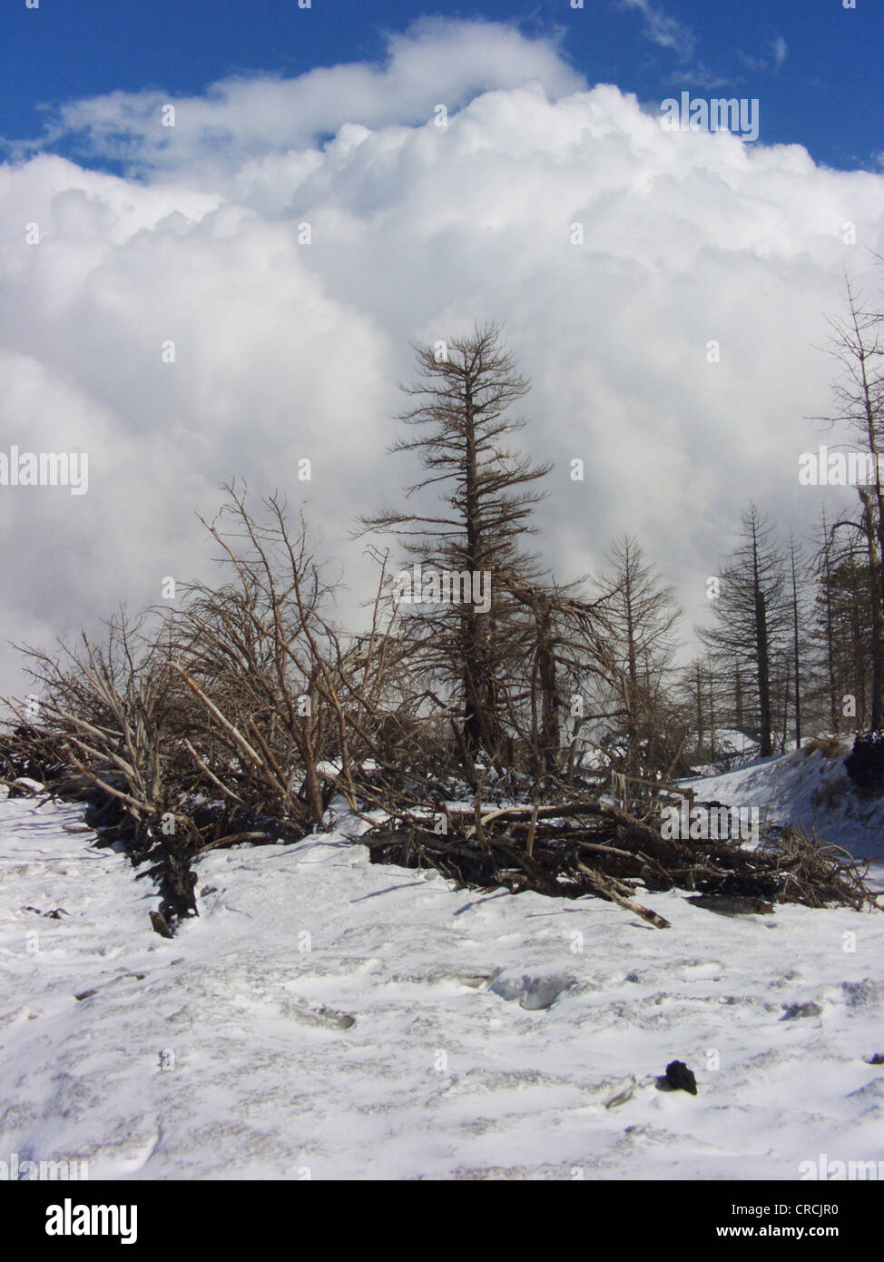 Le pin noir d'Europe, mélèze, Pin noir, pin laricio (Pinus nigra ssp. laricio, Pinus laricio), les pins morts meurent à cause de l'automne à la lave de l'Etna en hiver, Italie, Sicile Banque D'Images
