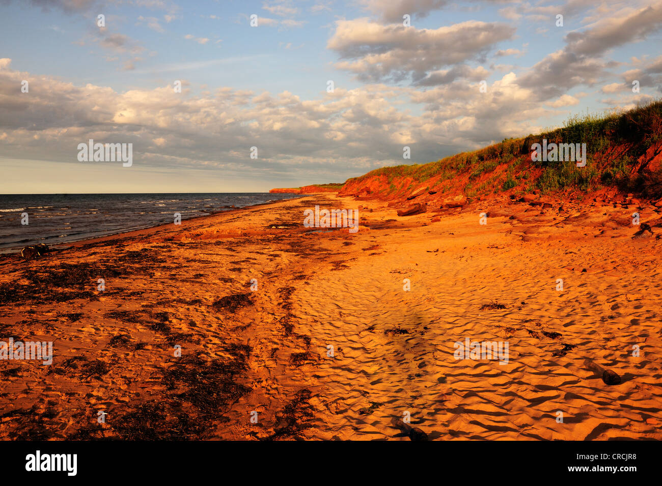Les falaises en grès rouge et les plages, littoral typique dans Prince Edward Island National Park, Prince Edward Island, Canada Banque D'Images