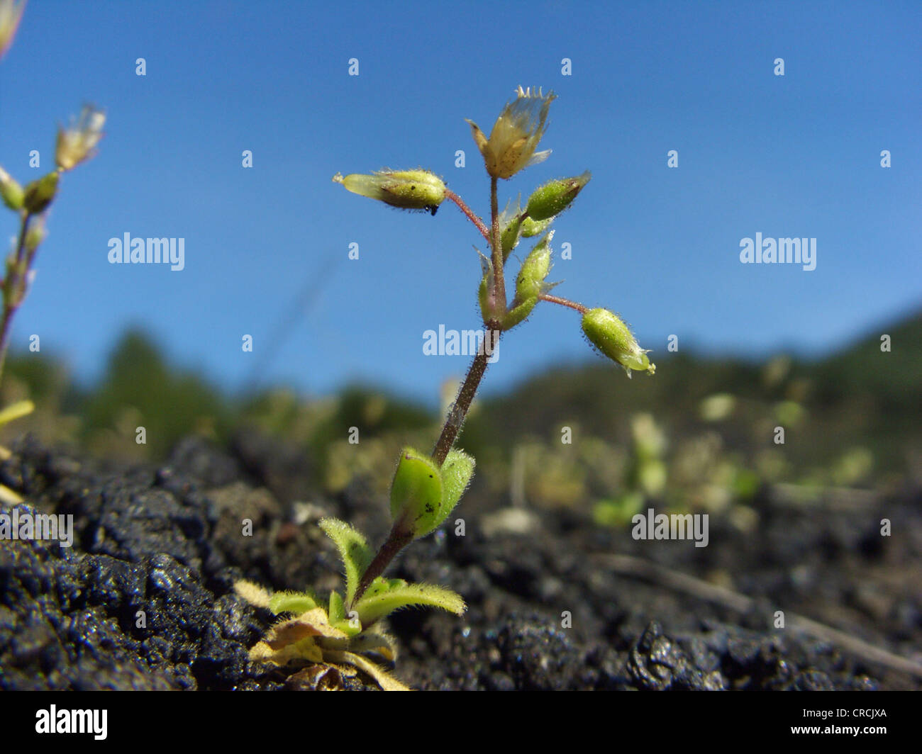 Petite souris-auriculaire, cinq étamines-mouse-ear mouron (Cerastium semidecandrum), seule plante poussant sur un champ de lave sur le versant sud de l'Etna, Italie, Sicile Banque D'Images
