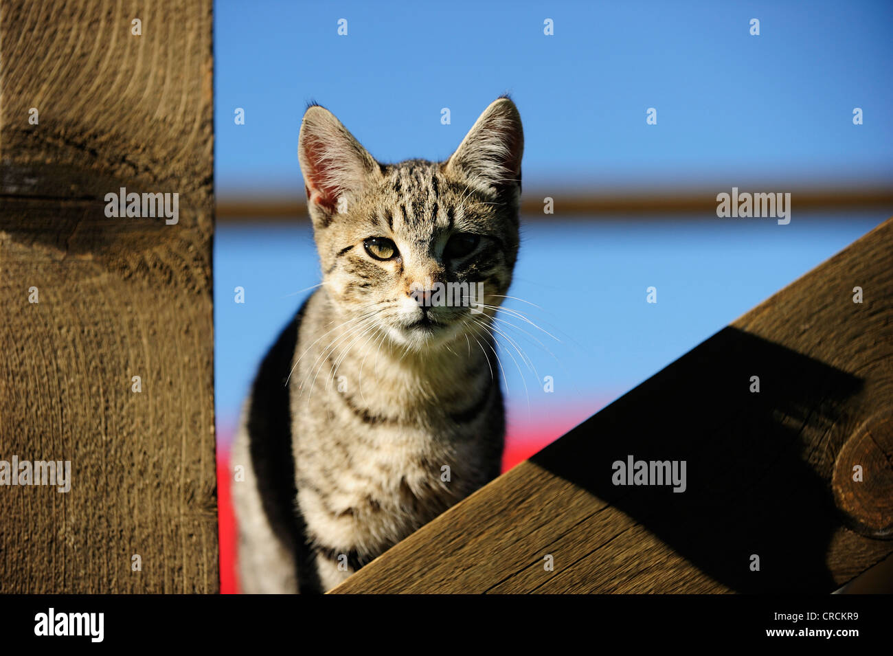 Chat de maison l'article sur les mesures Banque D'Images