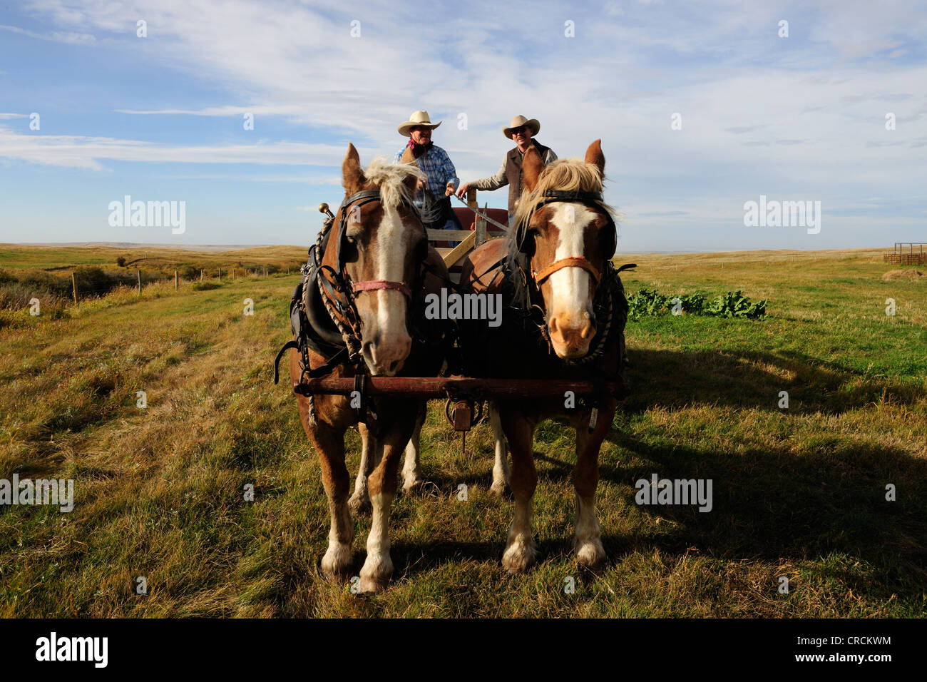Deux cowboys un cheval volant panier, Saskatchewan, Canada, Amérique du Nord Banque D'Images