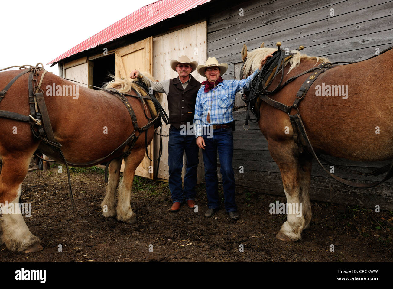 Deux cowboys posant avec leurs chevaux de trait, en Saskatchewan, au Canada, en Amérique du Nord Banque D'Images