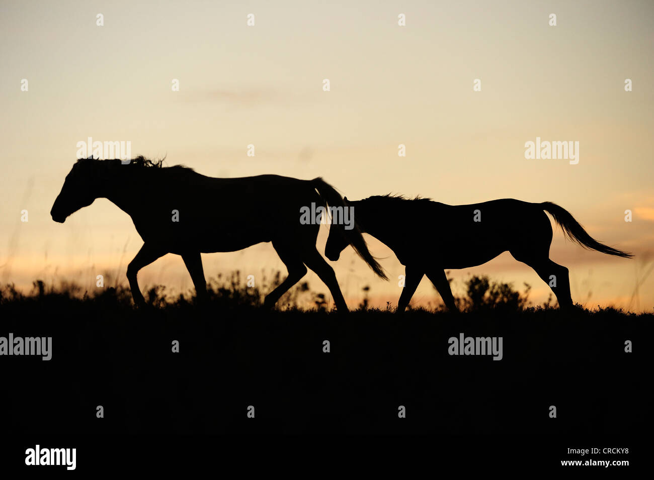 Les chevaux dans la prairie, des silhouettes au coucher du soleil, en Saskatchewan, au Canada, en Amérique du Nord Banque D'Images
