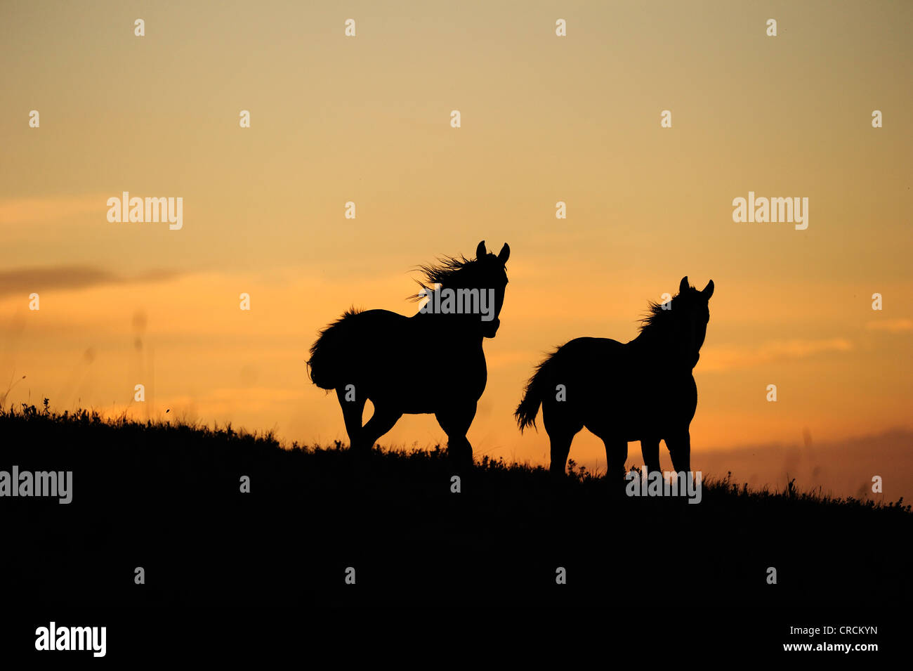 Les chevaux dans la prairie, des silhouettes au coucher du soleil, en Saskatchewan, au Canada, en Amérique du Nord Banque D'Images